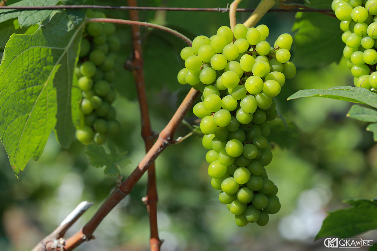 Giống nho Parellada