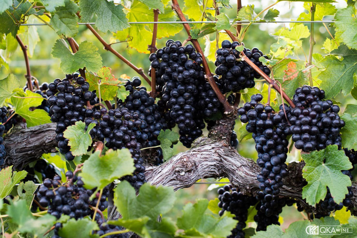 Giống nho Petit Verdot