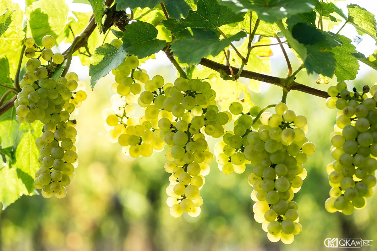 Giống nho Pinot Blanc