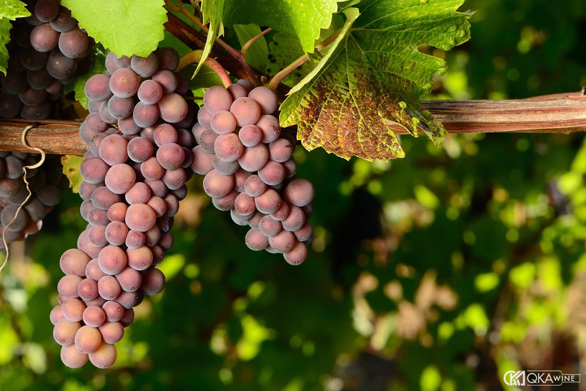 Giống nho Pinot Gris