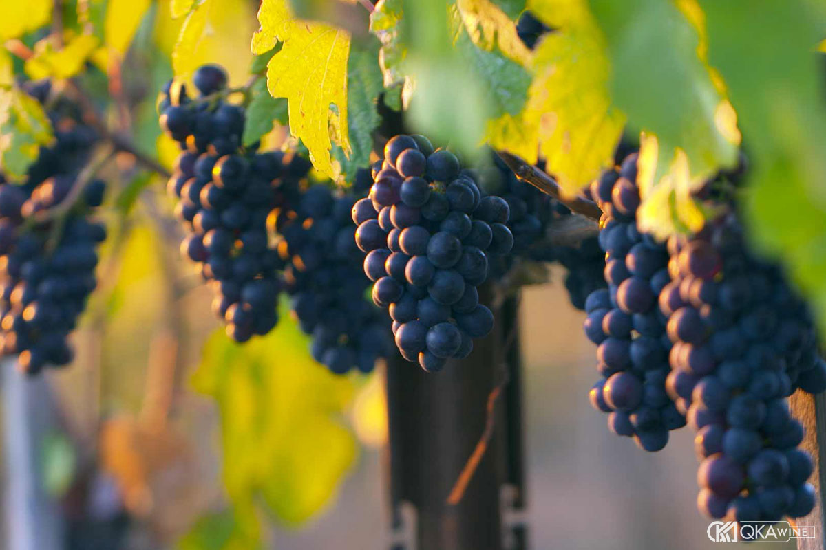 Giống nho Pinot Meunier