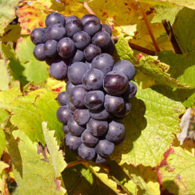 Giống nho Pinot Noir