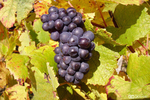 Giống nho Pinot Noir