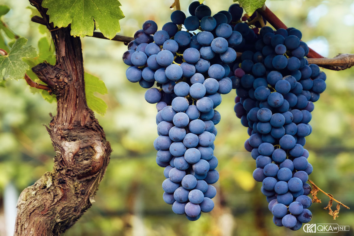 Giống nho Rondinella