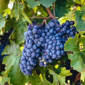 Giống nho Sangiovese