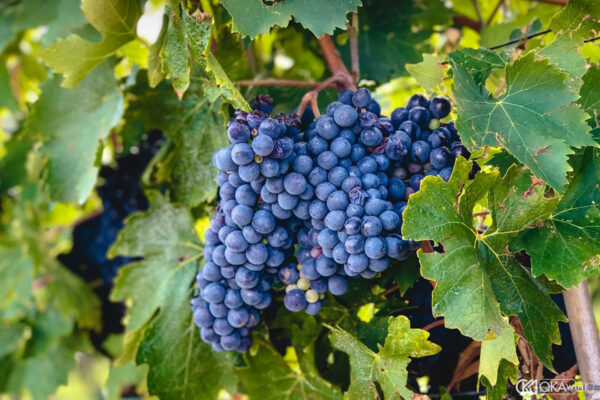 Giống nho Sangiovese