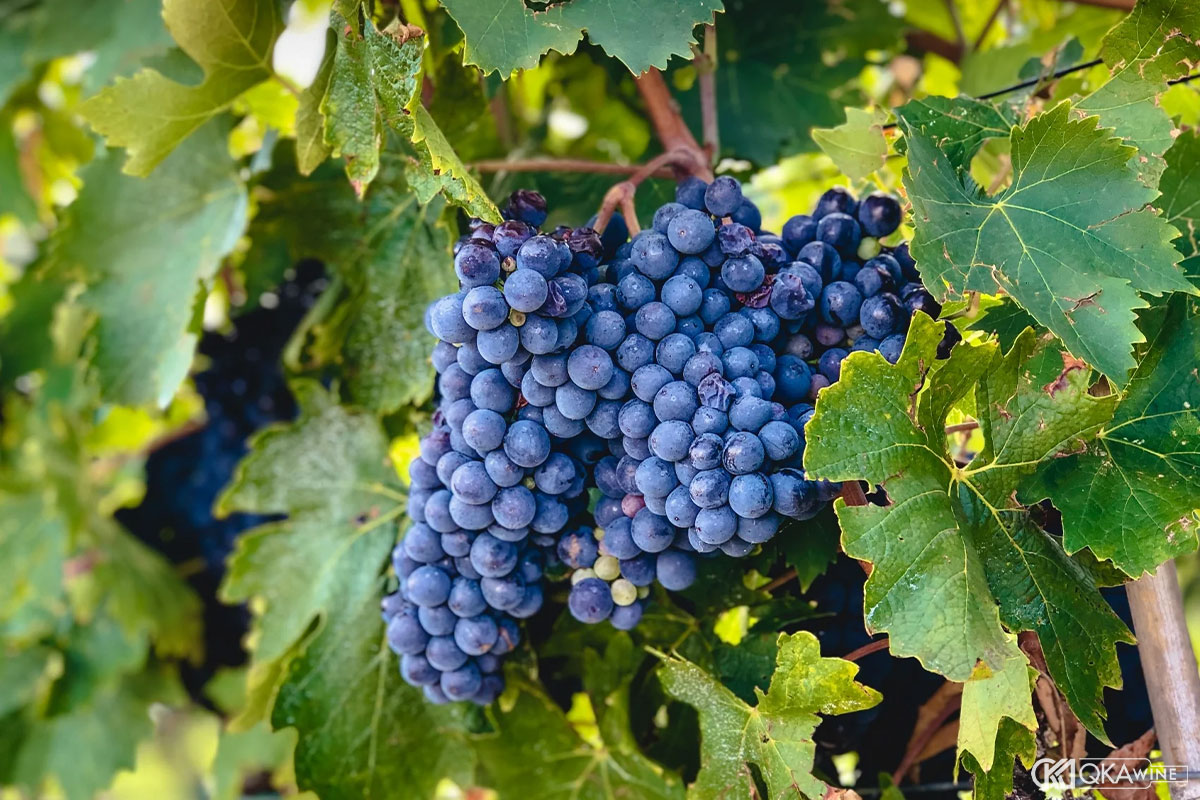 Giống nho Sangiovese