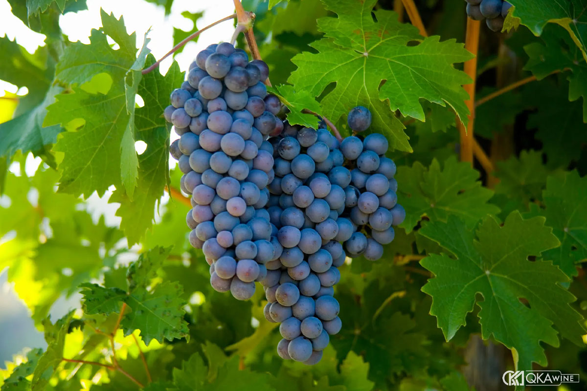 Giống nho Sangiovese