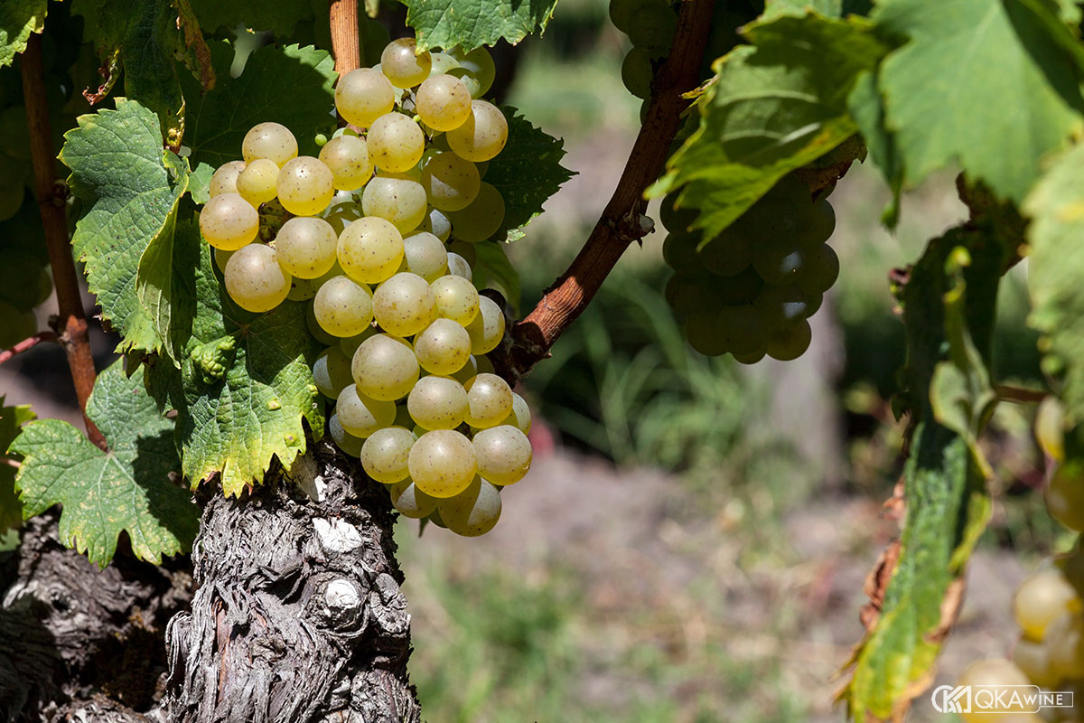 Giống nho Semillon