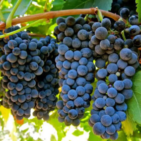 Giống nho Shiraz-Syrah