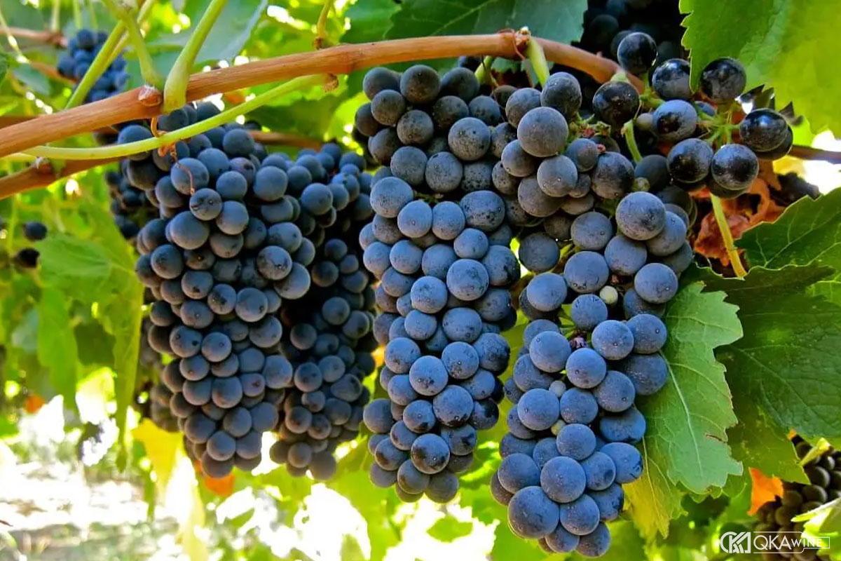 Giống nho Shiraz-Syrah