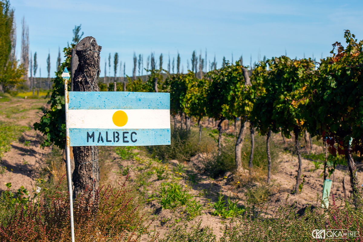 Giống nho tạo nên danh tiếng của vùng vang Mendoza