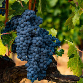 Giống nho Tempranillo