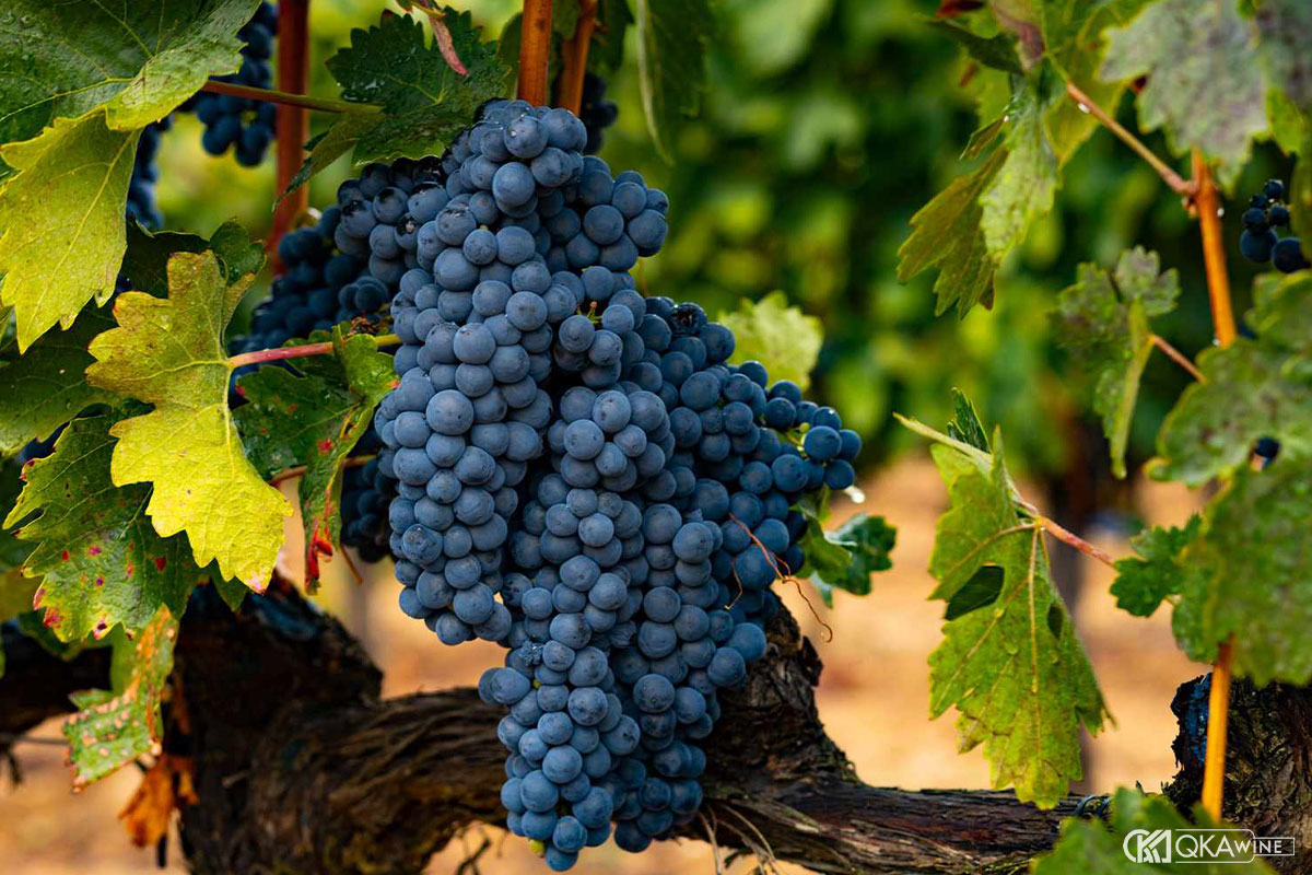 Giống nho Tempranillo