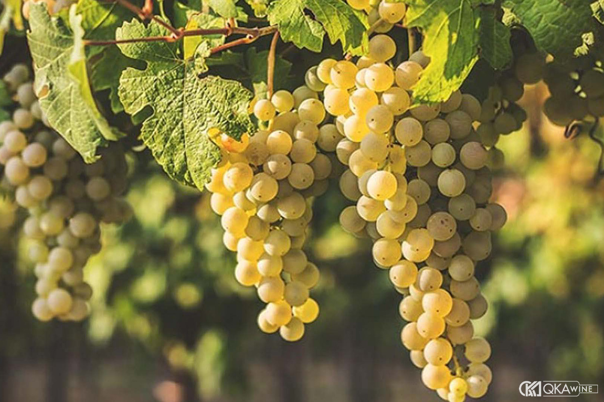 Giống nho Trebbiano