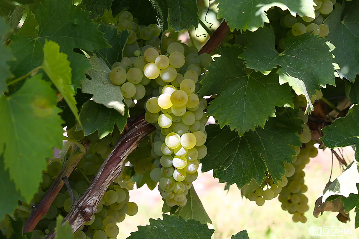 Giống nho Ugni Blanc