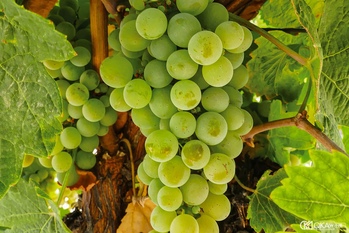 Giống nho Verdejo
