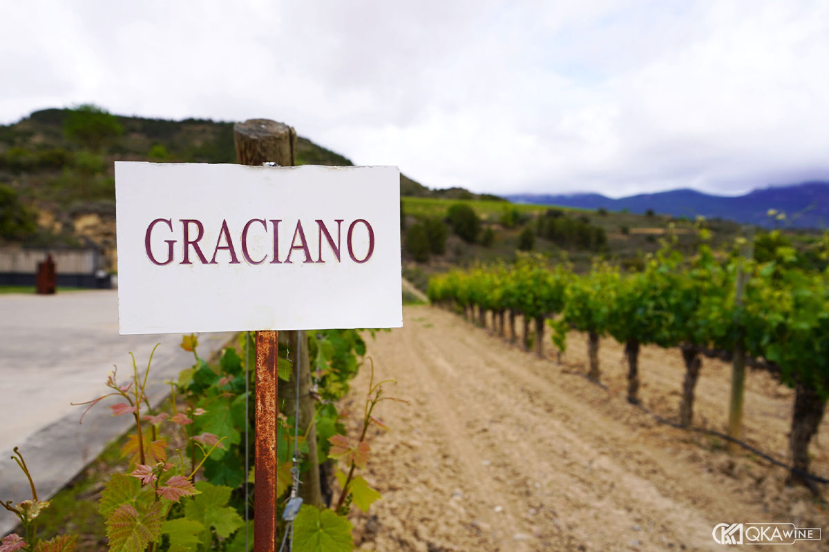 Graciano trong các vùng sản xuất vang Tây Ban Nha