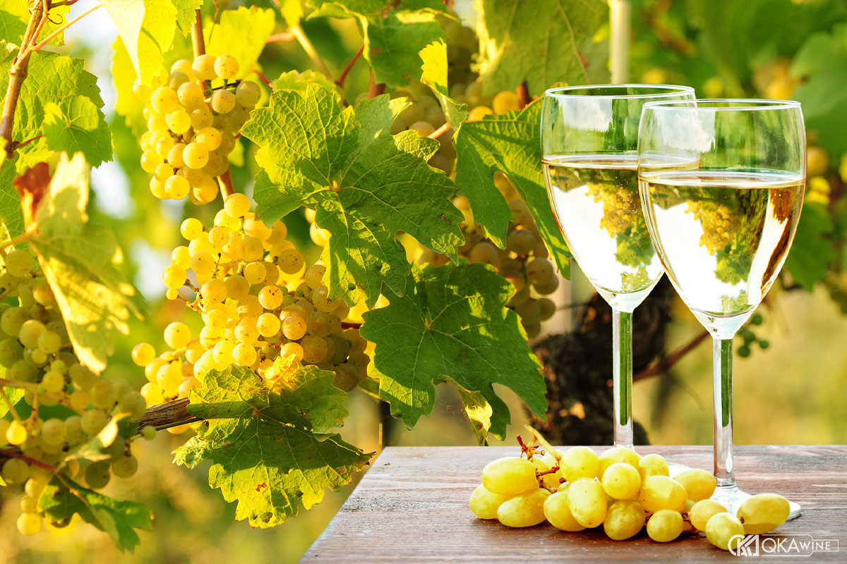 Hương vị rượu vang Ugni Blanc