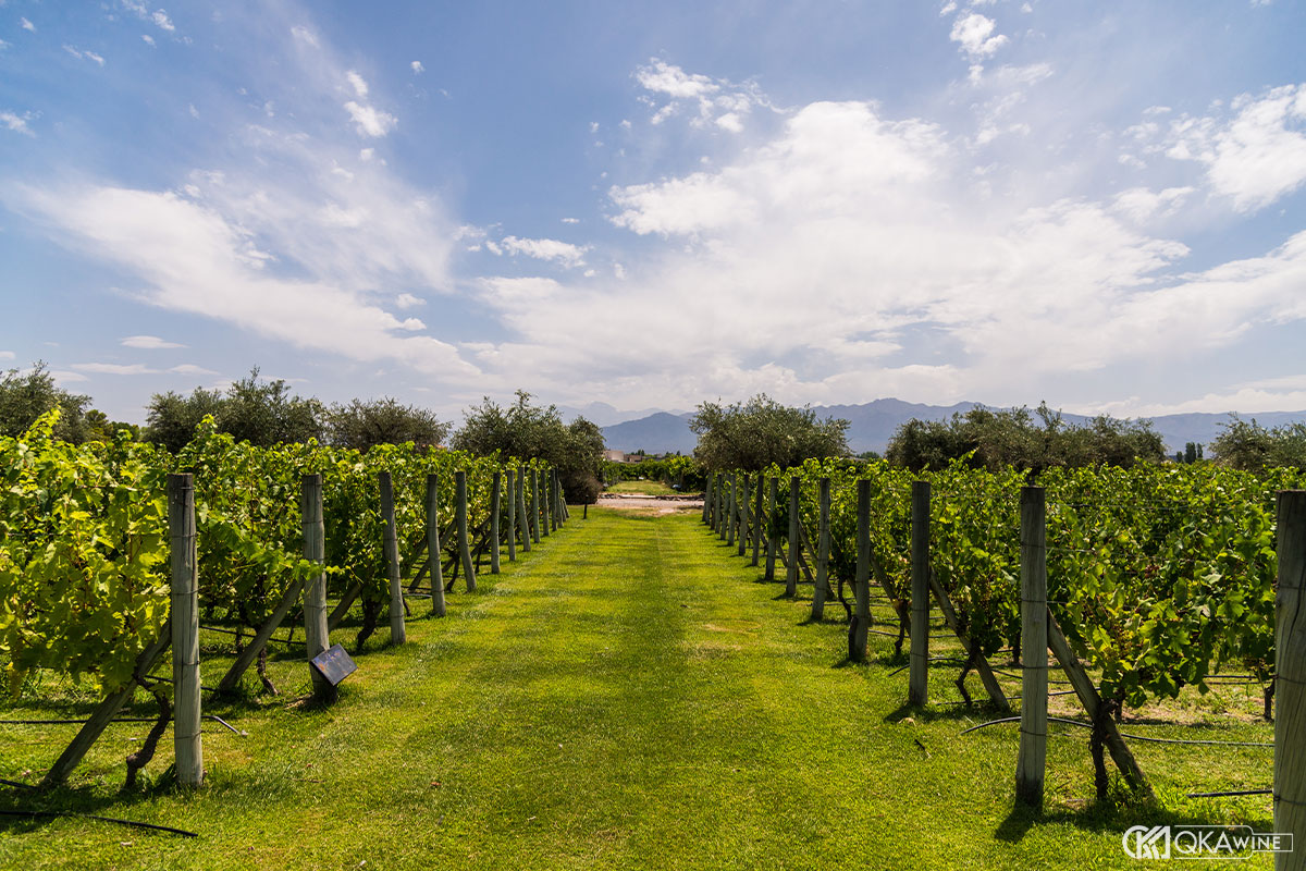 Lịch sử phát triển của vùng vang Mendoza