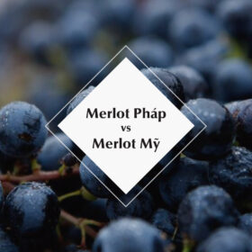 Merlot Pháp và Merlot Mỹ giống và khác nhau như thế nào?