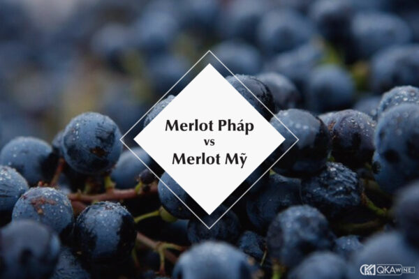 Merlot Pháp và Merlot Mỹ giống và khác nhau như thế nào?