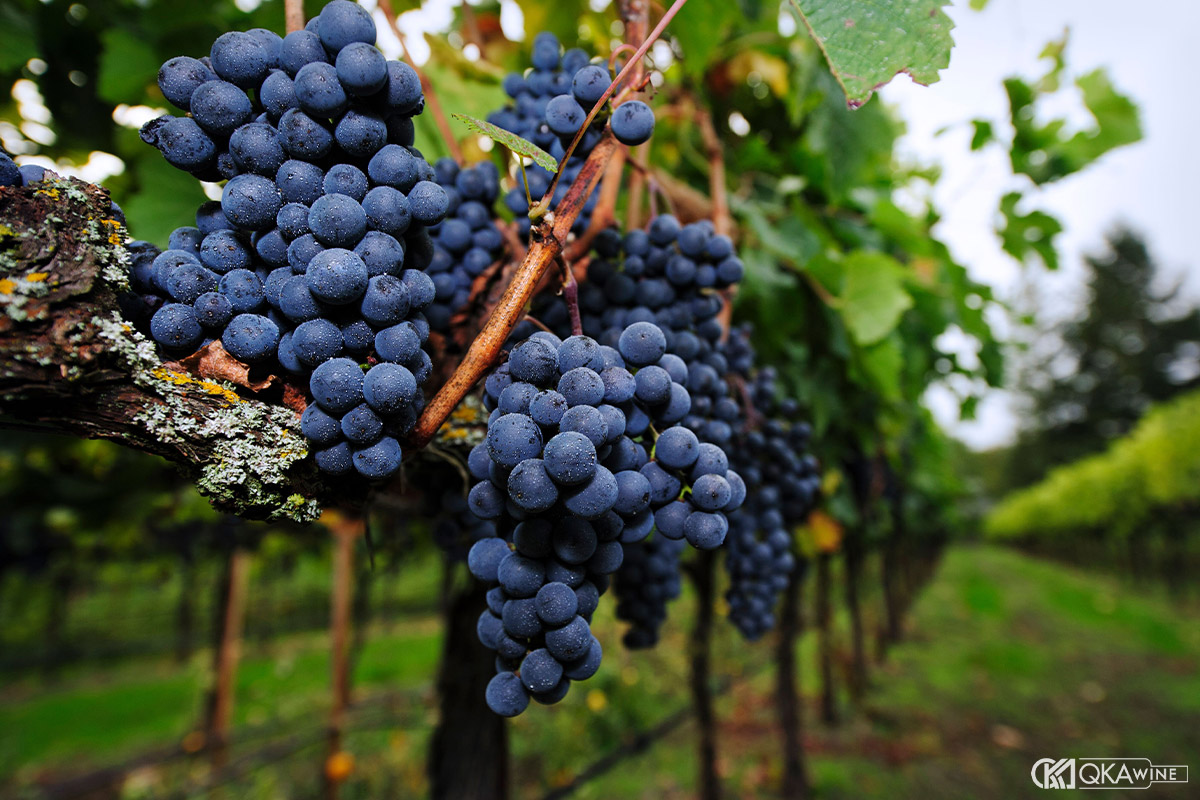 Merlot Pháp và Merlot Mỹ khác nhau từ đâu?