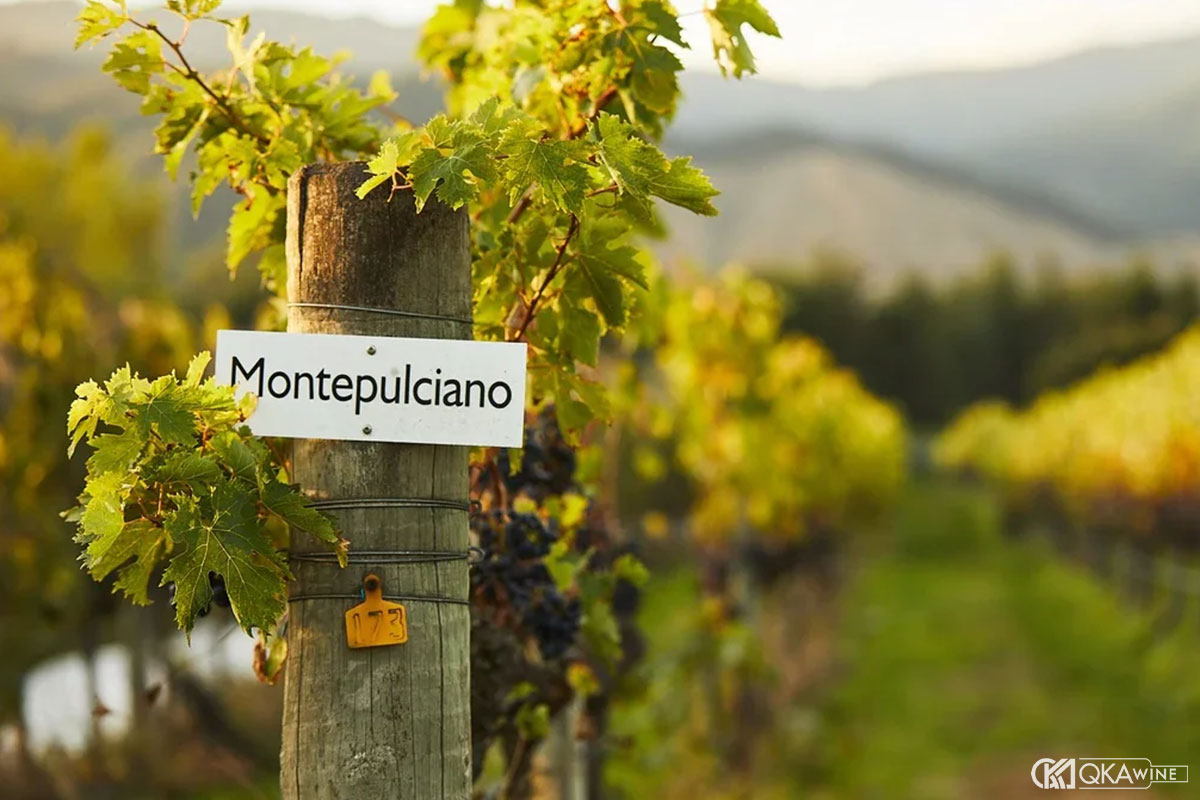 Montepulciano trong các vùng sản xuất vang Ý
