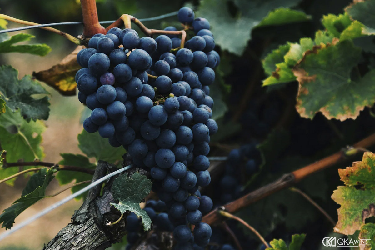 Nguồn gốc của giống nho Malbec