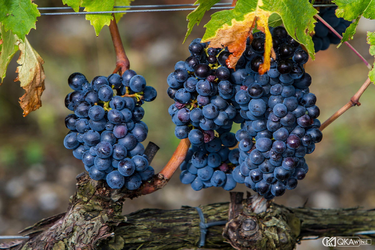 Nguồn gốc và lịch sử của giống nho Sangiovese