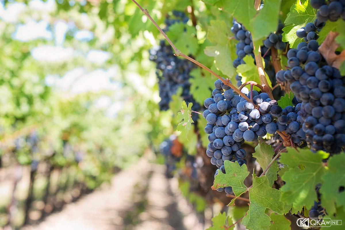 Nguồn gốc thật sự của giống nho Shiraz