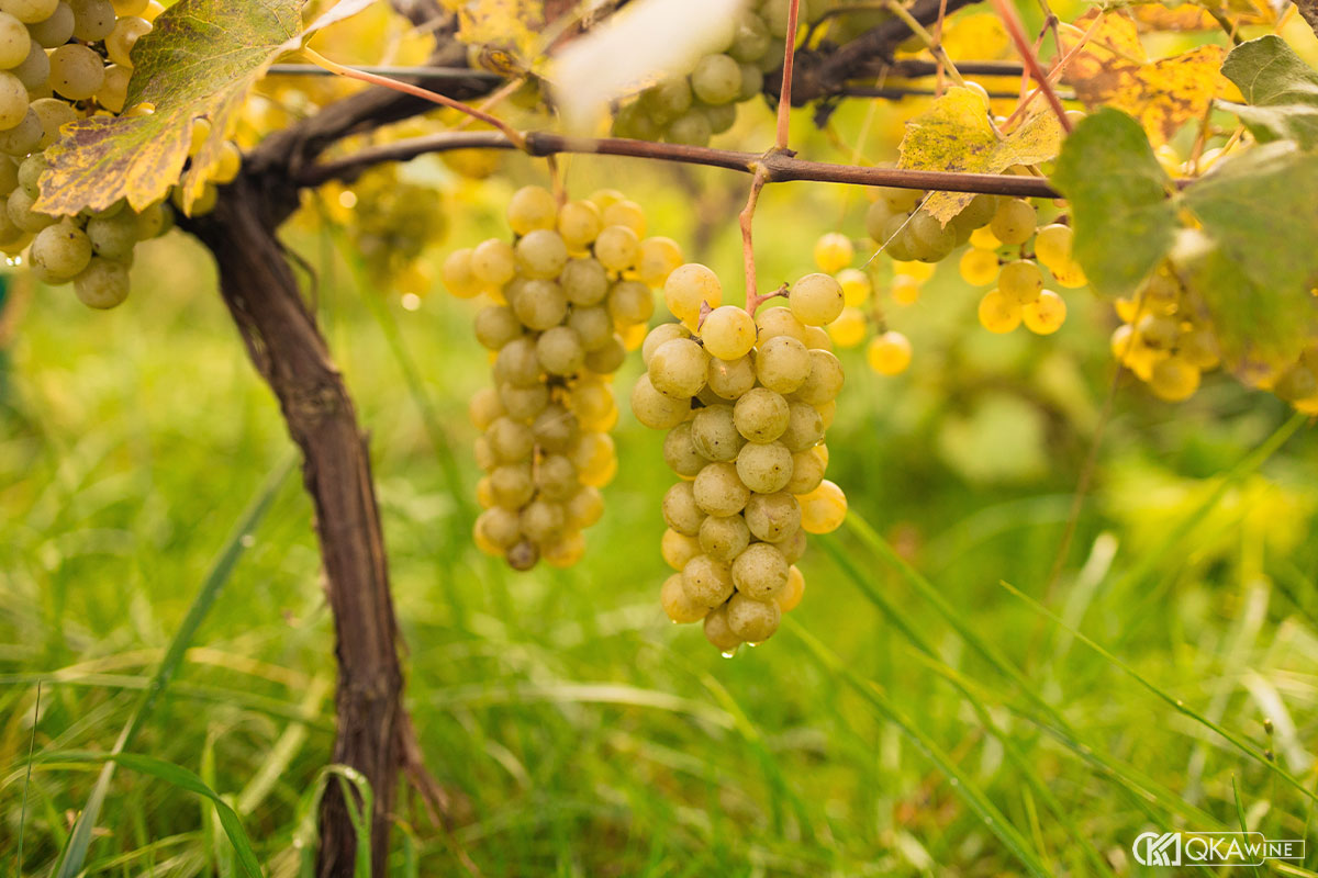 Những giống nho làm nên danh tiếng Barossa Valley