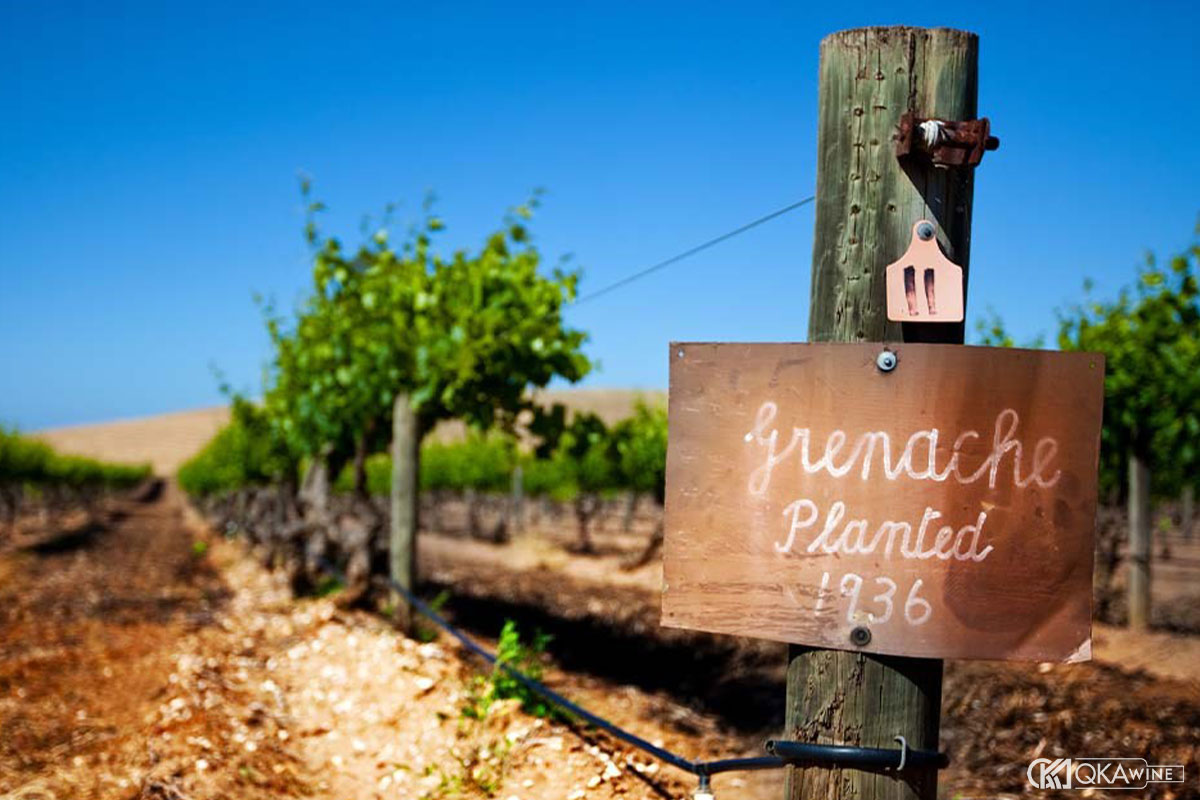 Những vùng trồng nho Grenache nổi tiếng trên thế giới