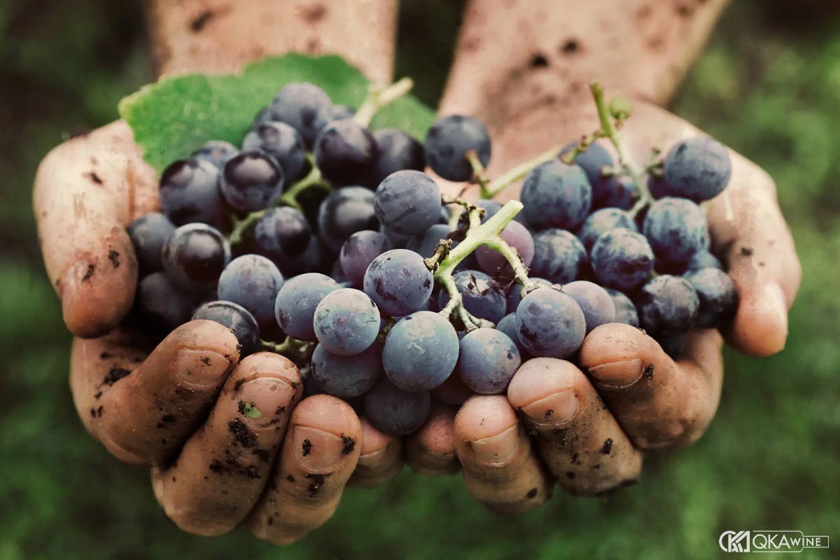 Organic wine California