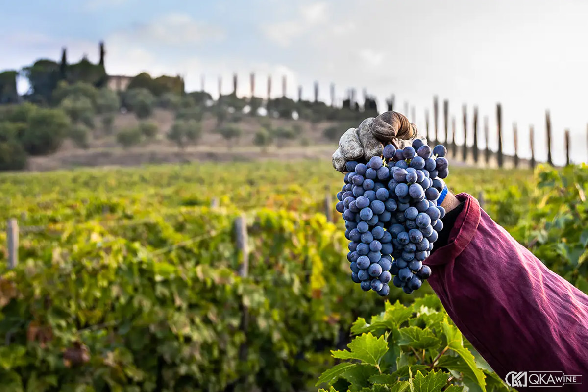 Phong cách Sangiovese thay đổi theo vùng trồng