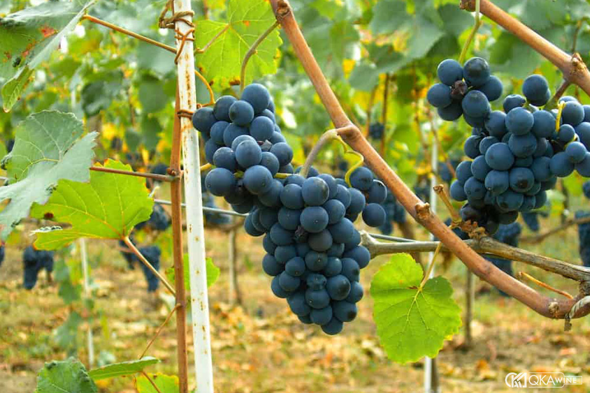 Nho Pinot Noir và terroir