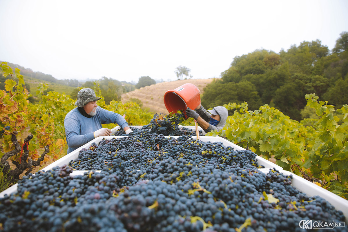 Sản lượng nho tại California xuống mức thấp nhất trong 30 năm