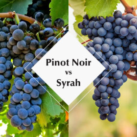 So sánh Pinot Noir và Syrah
