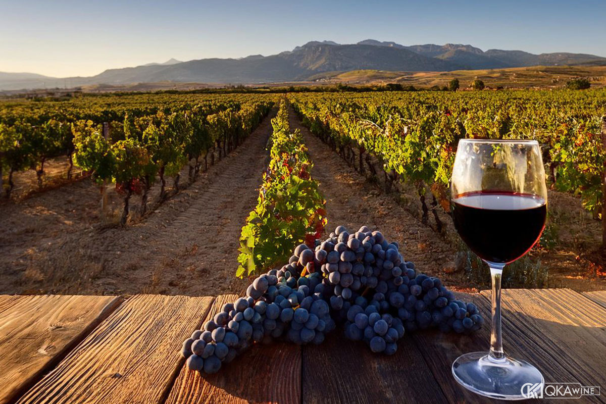 Tempranillo trên bản đồ rượu vang thế giới