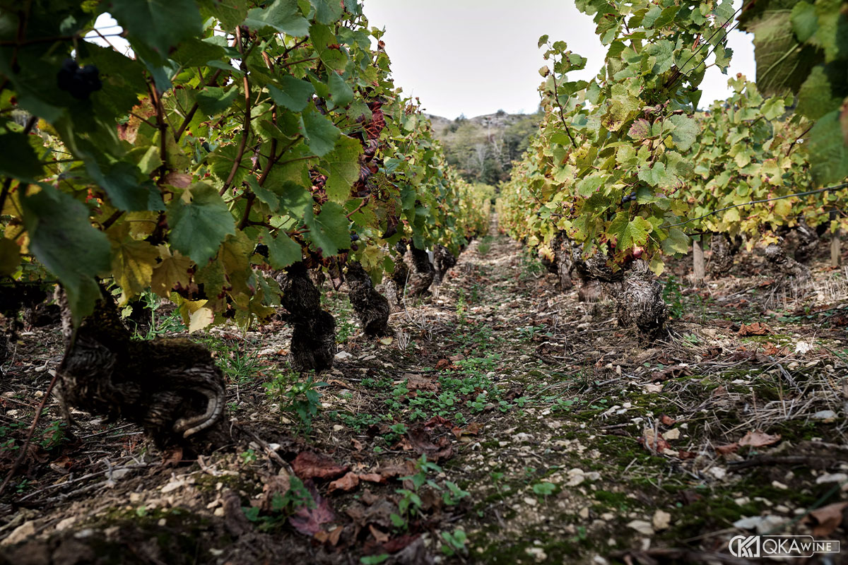 Terroir đặc biệt của vùng Burgundy