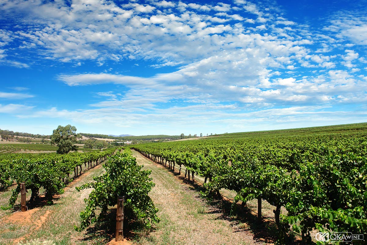 Terroir đặc trưng của Barossa Valley