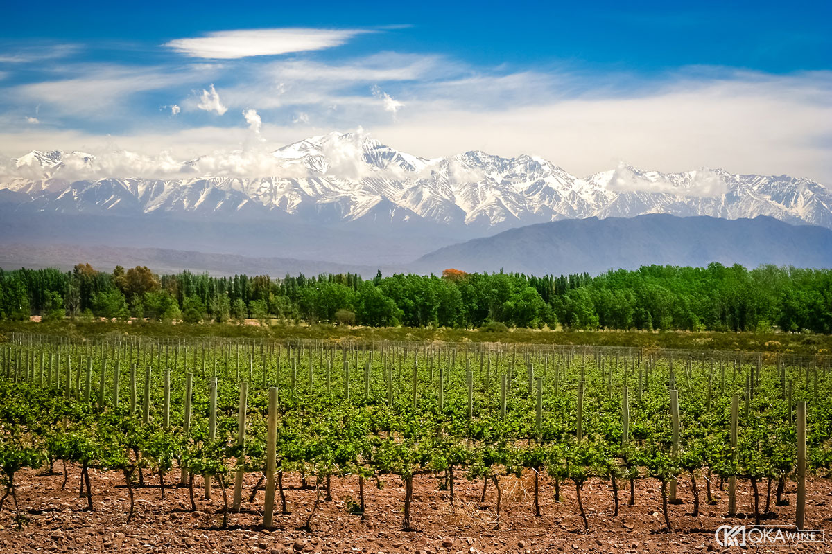 Terroir độc đáo của vùng Mendoza