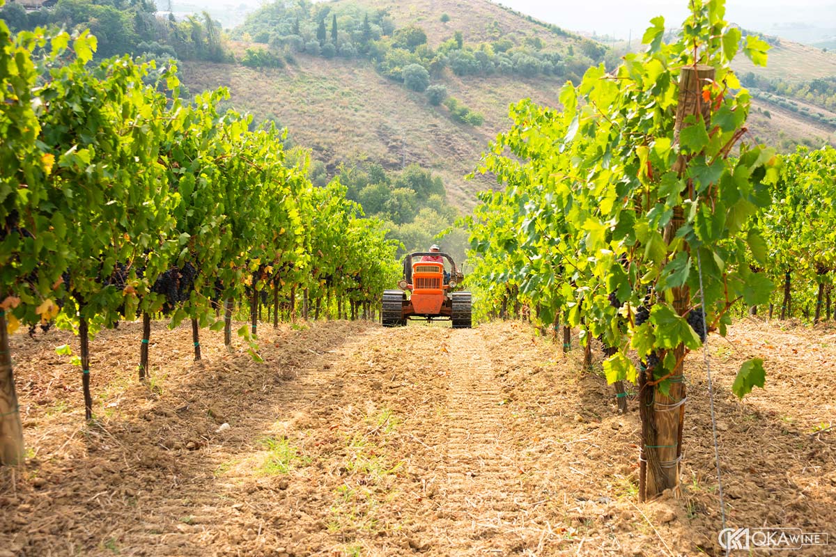 Terroir đặc biệt của vùng Tuscany