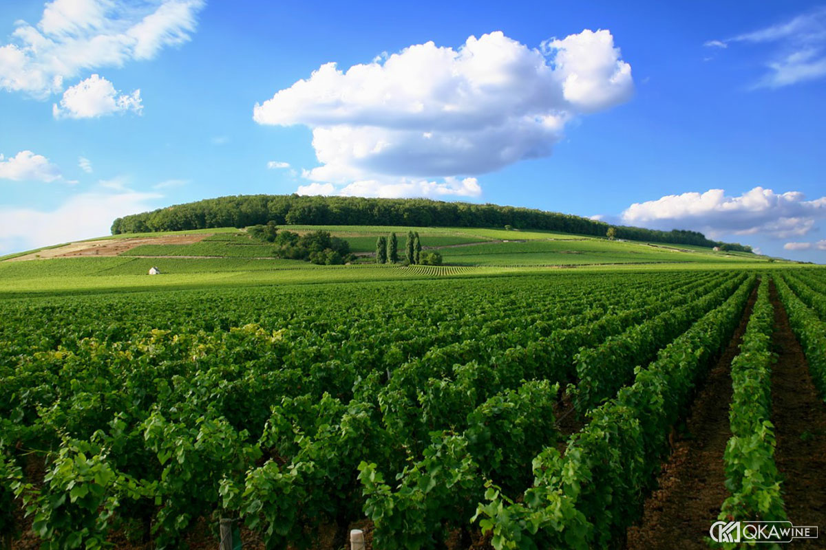 Các tiểu vùng rượu vang nổi tiếng tại Burgundy