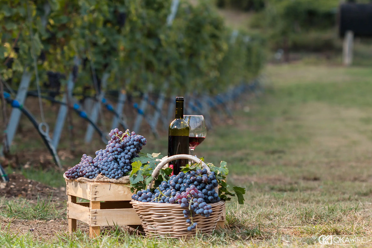 Vai trò của Corvina trong hệ sinh thái vang Ý