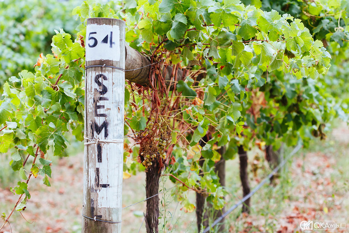 Vai trò của Semillon trong các vùng sản xuất rượu vang