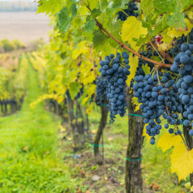 Vì sao Cabernet Sauvignon được trồng nhiều trên thế giới?