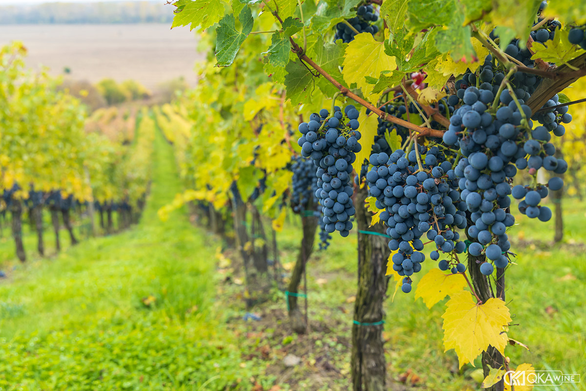 Vì sao Cabernet Sauvignon được trồng nhiều trên thế giới?