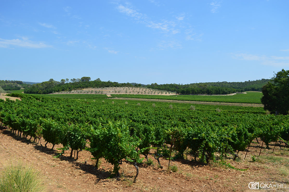 Vùng trồng nho Grenache Blanc