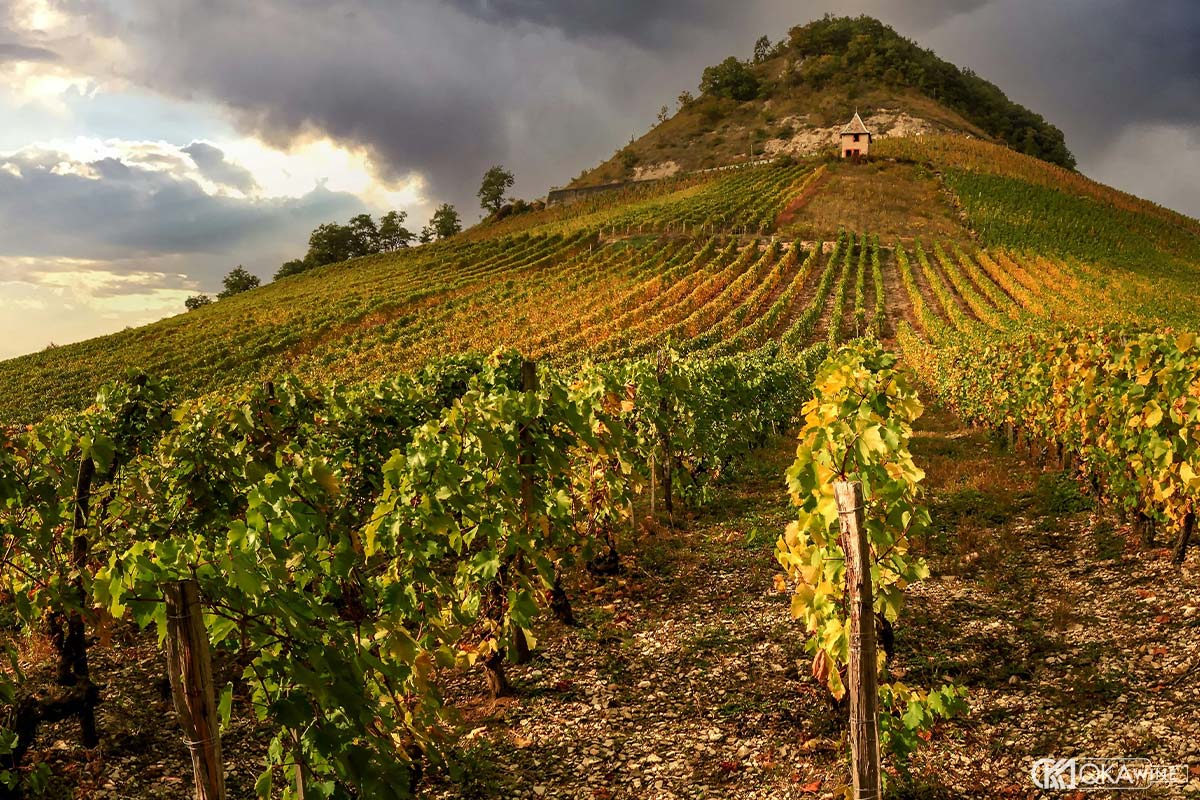 Vùng trong nho Ugni Blanc